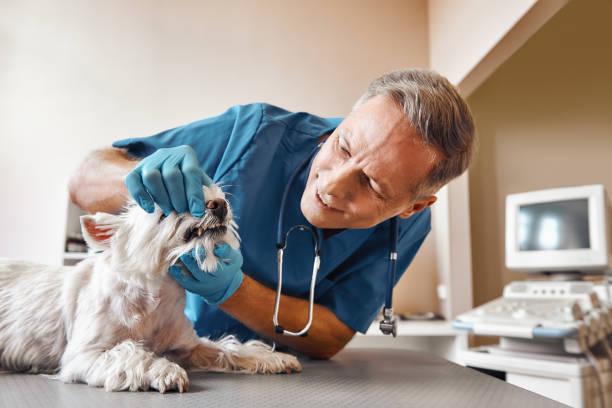 Best Emergency Care for Gum Disease in Yarrow Point, WA
